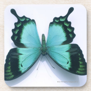 Porta-copo Borboleta no branco