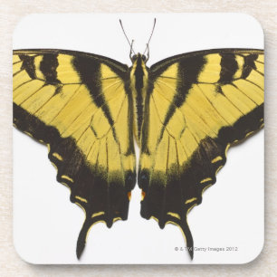 Porta-copo Borboleta ocidental de Swallowtail do tigre