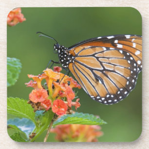 Porta-copo Borboleta soldado (Danaus eresimus) se alimentando