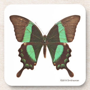 Porta-copo Borboleta verde de Swallowtail