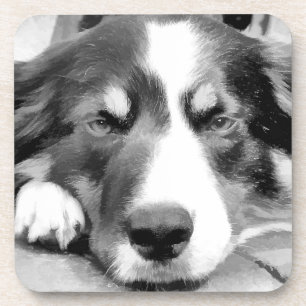 PORTA-COPO BORDER COLLIE