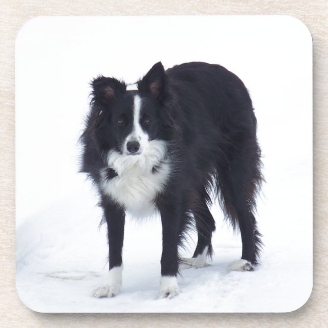 Porta-copo Border collie (Frente)
