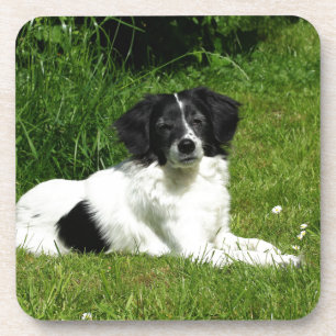 Porta-copo Border Collie