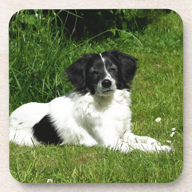 Porta-copo Border Collie (Frente)