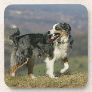 Porta-copo Border collie que arfa 2