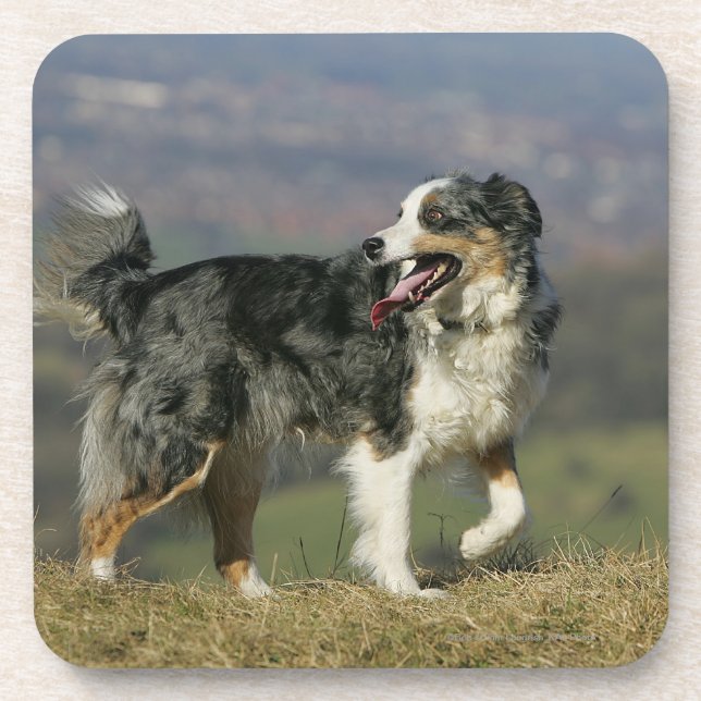 Porta-copo Border collie que arfa 2 (Frente)