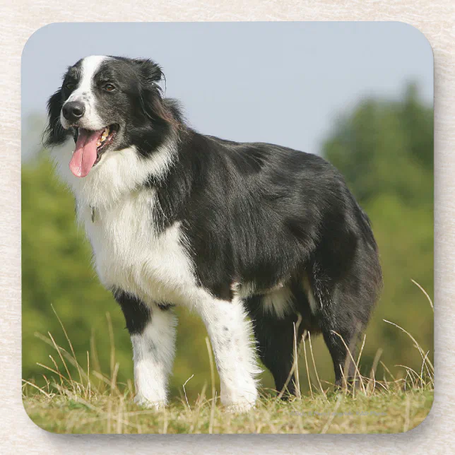 Porta 2024 collie dog