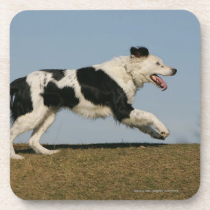 Porta-copo Border collie que funciona 2