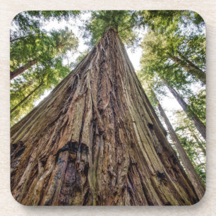 Porta-copo Bosque de Roosevelt