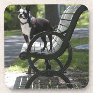 Porta-copo Boston Terrier