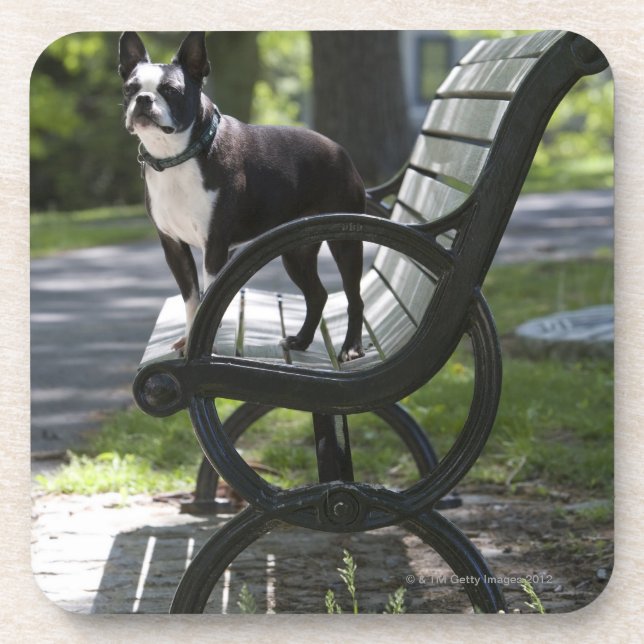 Porta-copo Boston Terrier (Frente)