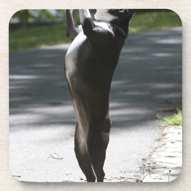 Porta-copo Boston Terrier 2 (Frente)