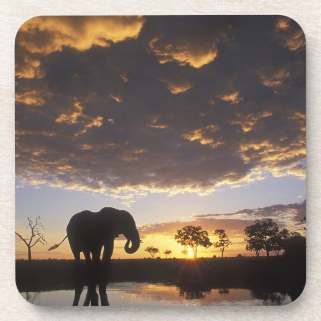 Porta-copo Botswana, Parque Nacional Chobe, Elefante (Frente)