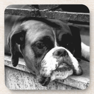 Porta-copo Boxer Dog na costa de Windowsill