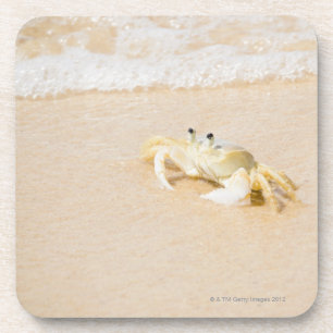 Porta-copo Brasil, Rio de Janeiro, Buzios, caranguejo sobre