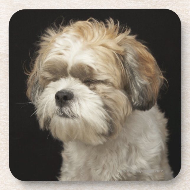 Porta-copo Brown e Shih branco Tzu com os olhos fechados (Frente)