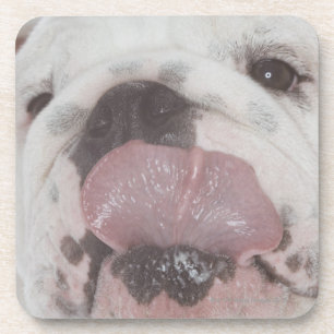Porta-copo Buldogue 2