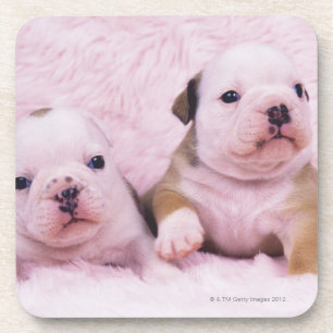 Porta-copo Buldogue; chamou frequentemente o buldogue inglês