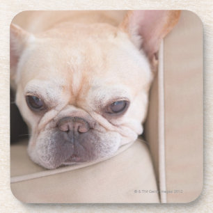 Porta-copo Buldogue francês que descansa no sofá
