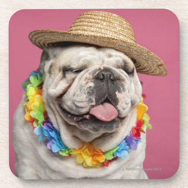 Porta-copo Buldogue inglês (18 meses velho) que veste uma (Frente)