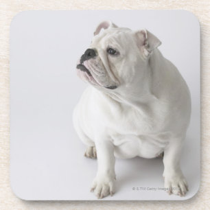 Porta-copo Buldogue inglês branco