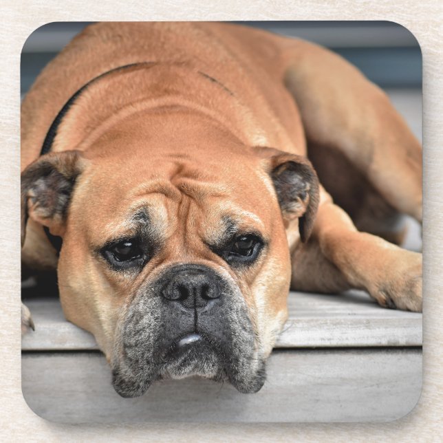 Porta-copo Bull Dog (Frente)