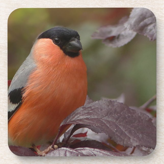 Porta-copo Bull Finch (Frente)