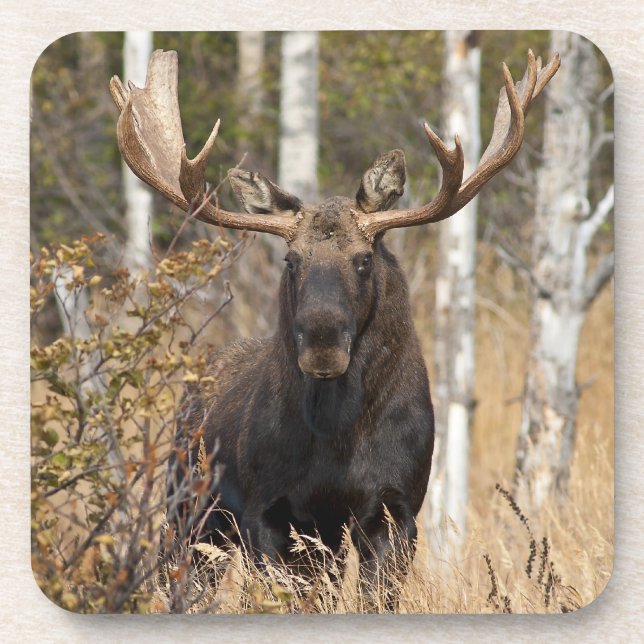 Porta-copo Bull Moose Impressionante (Frente)