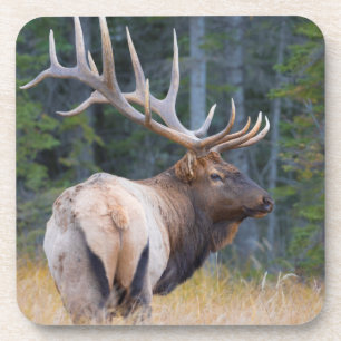 Porta-copo Bull Rocky Mountain Elk