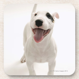 Porta-copo Bull terrier alegre