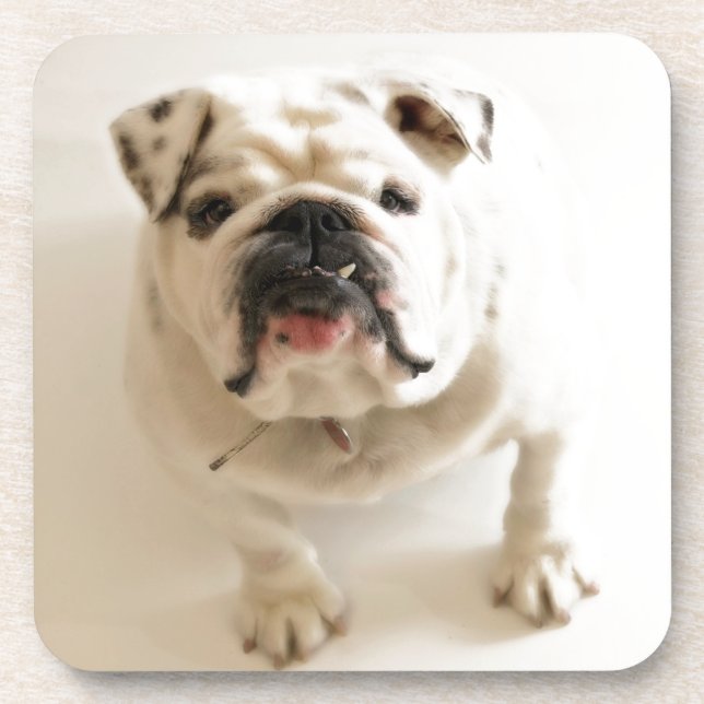 Porta-copo Bulldog Muito Bonito (Frente)