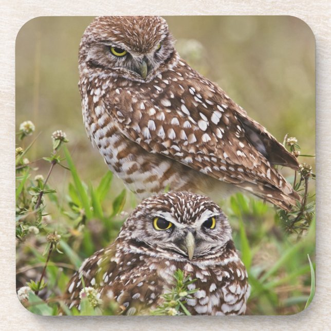 Porta-copo Burrowing Owl, Athene Cunicularia, Cabo Coral, (Frente)