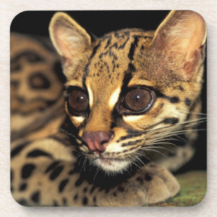 Porta-copo CA, Panamá central, Soberania NP, Margay 2