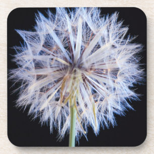 Porta-copo Cabeça de Semente de Dandelion (Taraxacum Officin