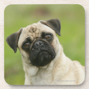 Porta-copo Cabeça do Pug armada olhando a câmera