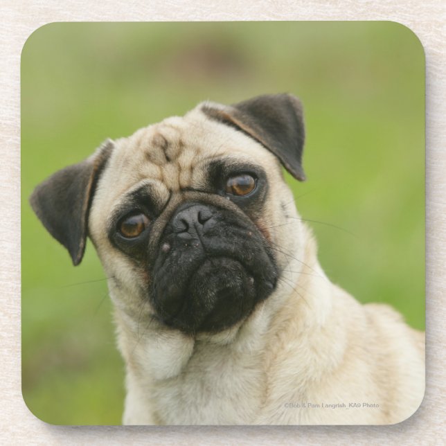 Porta-copo Cabeça do Pug armada olhando a câmera (Frente)