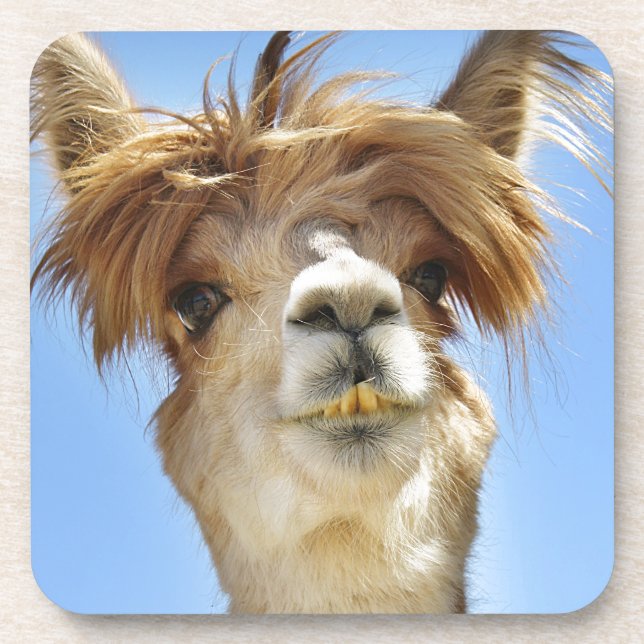 Porta-copo Cabelo Louco Alpaca (Frente)