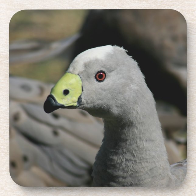 Porta-copo Cabo Barren Goose Australiano (Frente)