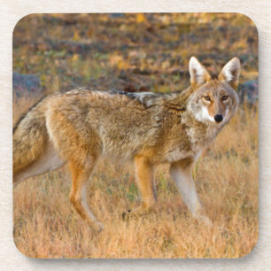 Porta-copo Caça ao Coyote (Canis Latrans)