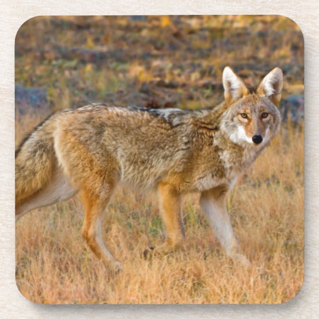 Porta-copo Caça ao Coyote (Canis Latrans) (Frente)