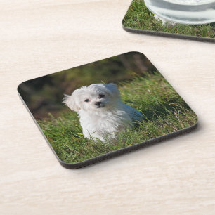 Porta-copo Cachorrinho branco fofo