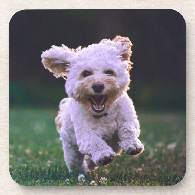 Porta-copo Cachorro Branco de Poodle (Frente)
