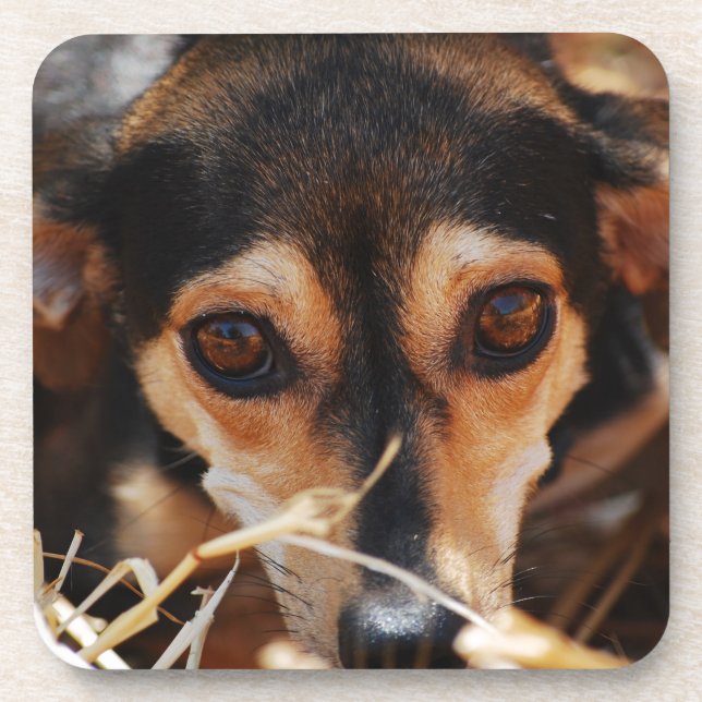 Porta-copo Cachorro fofo deitado no feno (Frente)