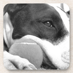 Porta-copo cachorro pitbull fofo e triste, preto e branco com
