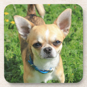 Porta-copo Cachorro-Puppy Tiny Chihuahua