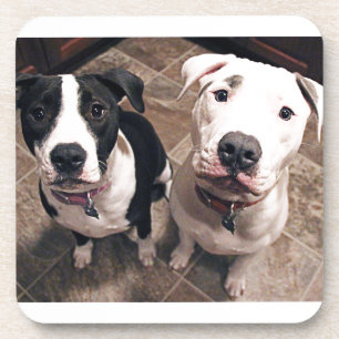 Porta-copo cachorros pitbull adoráveis
