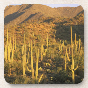 Porta-copo Cacto Saguaro no Parque Nacional Saguaro perto