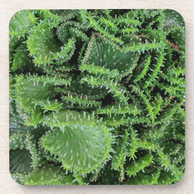 Porta-copo Cactus (Frente)