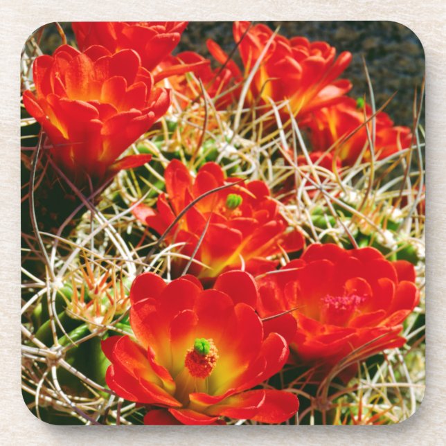 Porta-copo Cactus Wildflower (Frente)