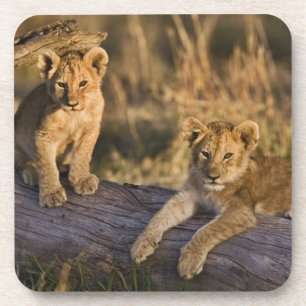 Porta-copo Cães de leões em log, Panthera leo, Masai Mara, 3